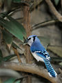 Blue Jay ; comments:25
