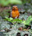 Erithacus rubecula (Червеногръдка) ; comments:27