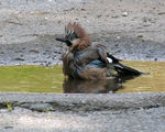 Garrulus glandarius - сойка ; comments:19