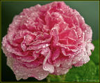 Wet Rose ; comments:6
