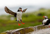 Puffins 2009 2 ; comments:62