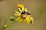 кацнал бръмбър (в случая пчеличка) на трънка... ; comments:12