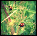 A-AN Ladybug ; comments:8