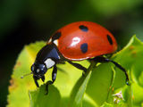 Ladybug ; comments:9