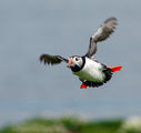 Puffins 2009 4 ; comments:37