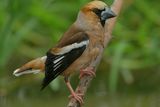 Hawfinch ; comments:12