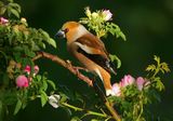 Hawfinch ; comments:23