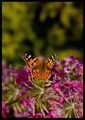 Пеперуда ; comments:8