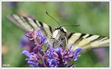 пеперудени красоти ; comments:12