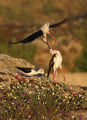 Black-winged Stilts fighting ; comments:24