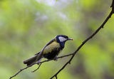 Parus major ; comments:4