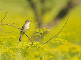 eastern wood pewee ; comments:14