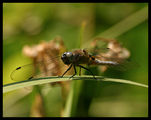 ...Dragonfly#15... ; comments:3