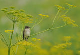 Willow Flycatcher in the Prairie ; comments:15