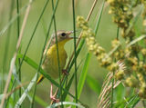мъничко птиче; female yellowthroat warbler ; comments:19
