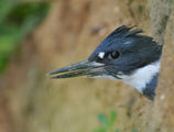 Belted kingfisher ; comments:31
