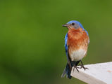 Eastern Bluebird, male ; comments:27