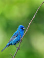 indigo bunting ; comments:22