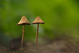 Fungi ; comments:45