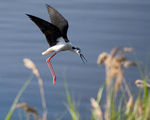 Кокилобегач (Himantopus himantopus) ; comments:31