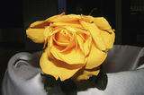 Самотна роза ; comments:2