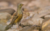 Ortolan bunting ; comments:16