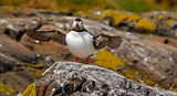 Puffins 2009 9 ; comments:17