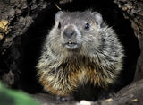 Woodchuck  (marmota monax) ; comments:20