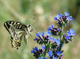 Papilio machaon - Голям полумесец ; Коментари:23