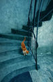 ...Синьото ежедневие на една оранжева котка... ; comments:75