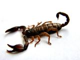 scorpion ; Коментари:5