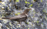 Ring ouzel ; comments:17