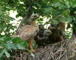 Buteo rufinus ; comments:22