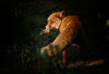 fox with prey ; comments:95