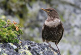Ring ouzel ; comments:19