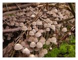 shrooms ; comments:8