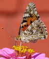 Vanessa cardui - Дяволска пеперуда ; comments:26