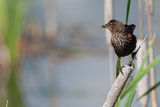 Red-Winged Blackbird (женска) ; comments:12