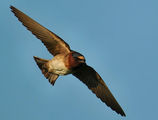 cliff swallow ; Коментари:28