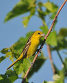 Orchard oriole, female ; comments:16