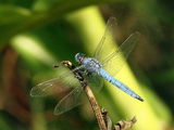 Dragon-fly ; comments:84