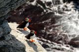 Puffins ; comments:20