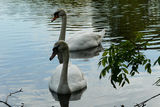 White Swans 1 ; Comments:5