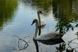 White Swans 2 ; Comments:3