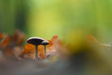 Fungi ; comments:23