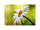 Anthemis vulgaris ; comments:38