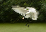 spoonbill in panning ; comments:74