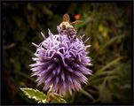Трудолюбивата пчелица и странното, лилавосинкаво и тумбесто цветенце. ; comments:6