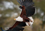 Африкански орел-рибар ; comments:31