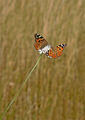 Дяволска пеперуда,Painted Lady,Vanessa Cardui ; comments:33